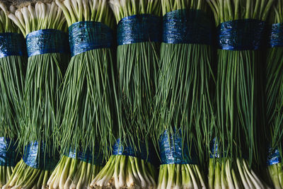 Full frame shot of palm leaves