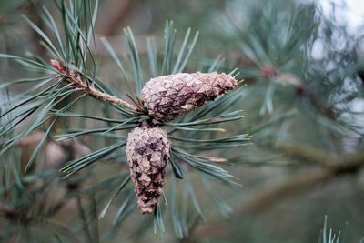 Close-up of wilted plant