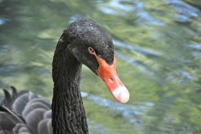 Black swan swimming in lake