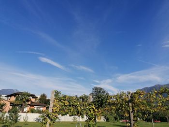 Trees and houses against blue sky