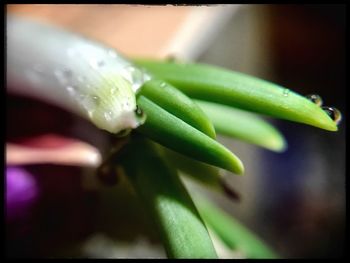 Close-up of water drops on plant