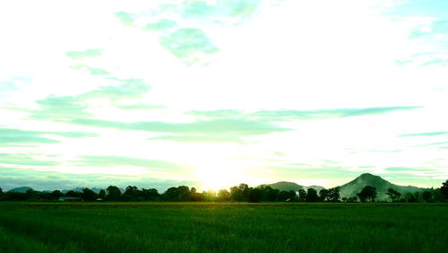 Scenic view of agricultural field against sky