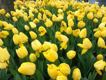 Close-up of yellow flowers blooming in field