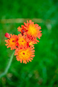 Close-up of flower blooming outdoors