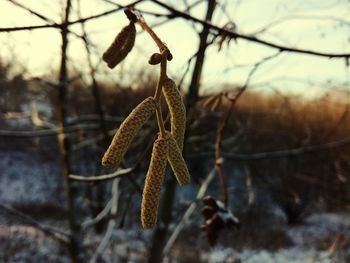 Close-up of snow on tree during winter