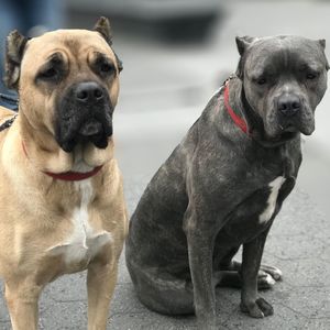 Portrait of dogs sitting outdoors