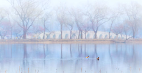 Birds swimming on lake against bare trees