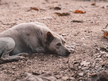 View of a dog lying on land