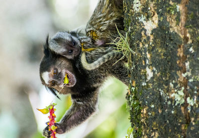 Close-up of monkeys on tree trunk