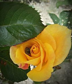 Close-up of rose blooming in park