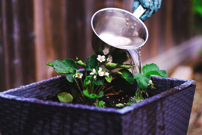 Close-up of woman wearing gloves watering potted plant on planter near wooden fence at backyard.