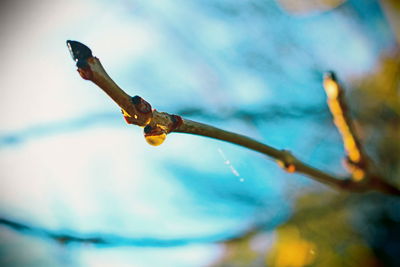 Close-up of plant against blurred background