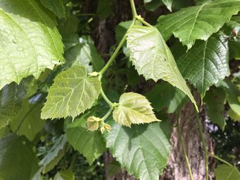 Close-up of green leaves