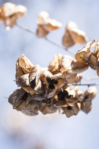 Close-up of wilted plant