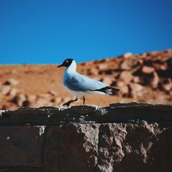 Seagull perching on tree against clear blue sky