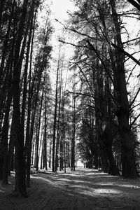 Trees growing in forest