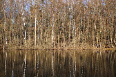 Scenic view of lake in forest