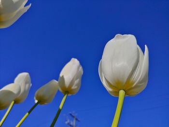 Close-up of white flowering plants against blue sky