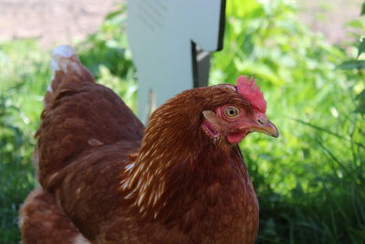 Close-up of rooster