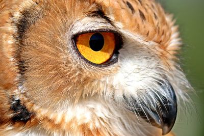 Close-up portrait of owl