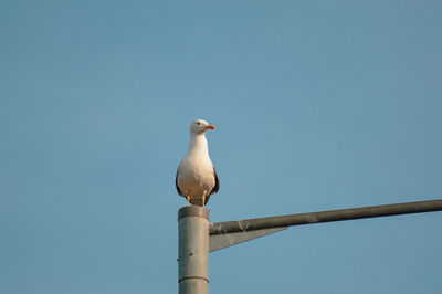 Low angle view of seagull perching on a lamp post against clear sky