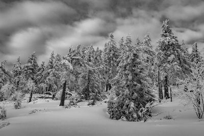 Trees on snow covered land against sky