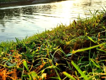 Close-up of grass in lake