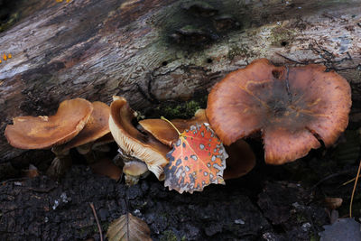 High angle view of mushrooms growing on field