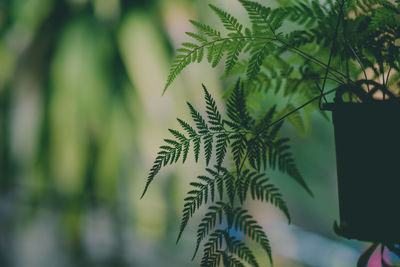 Close-up of pine tree leaves