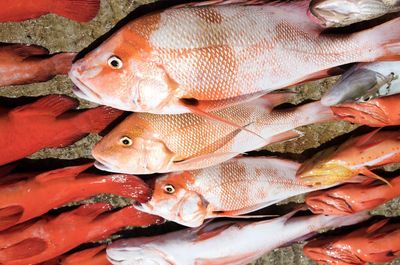 High angle view of fish in market