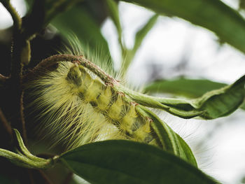 Close-up of caterpillar on green leaf