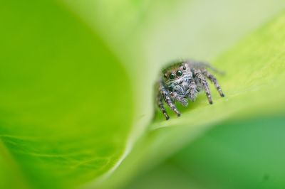 Close-up of spider on leaf