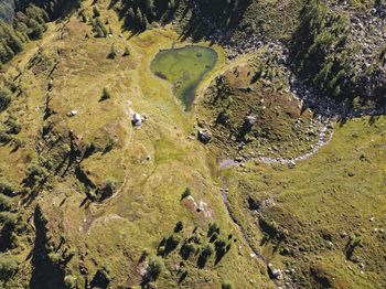 High angle view of plants on land