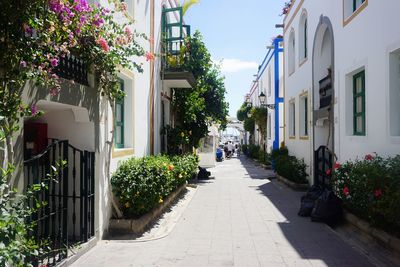 Potted plants in alley amidst houses