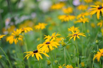 Close-up of yellow flowers blooming outdoors