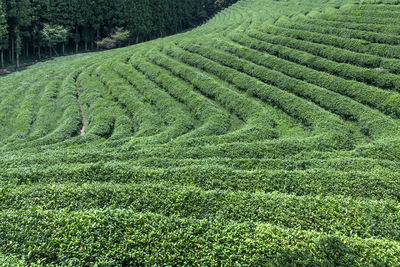 Scenic view of agricultural field