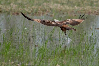 Close-up of eagle flying over field