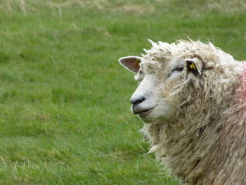 Shaggy sheep 
