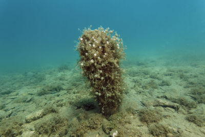 Close-up of coral in sea