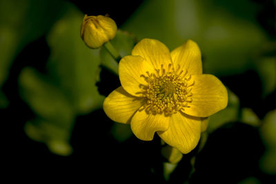 Close-up of yellow flowering plant
