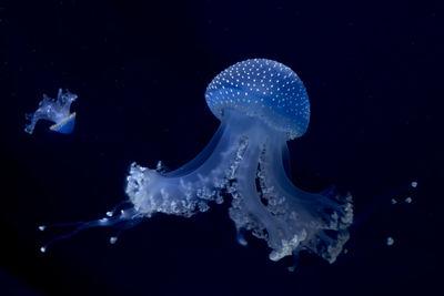 Jellyfish swimming in water against black background