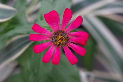 Close-up of pink flower