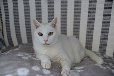 Portrait of a cat on bed