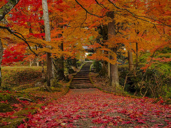 Footpath amidst trees during autumn