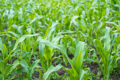 Close-up of corn on field