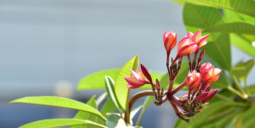 Close-up of pink flowering plant