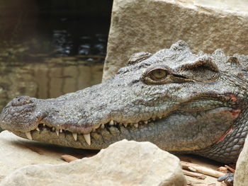 Close-up of a turtle in zoo
