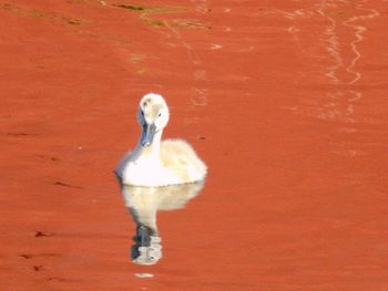 Close-up of duck