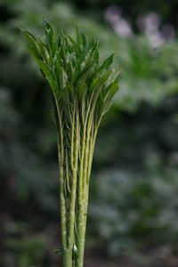 Close-up of plant growing on field