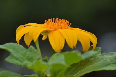 Close-up of yellow flower blooming outdoors